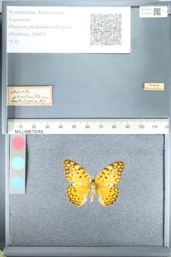 Media type: image;   Entomology 158976